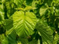 夏天養(yǎng)蠶桑葉一會(huì)就干了怎么辦？
